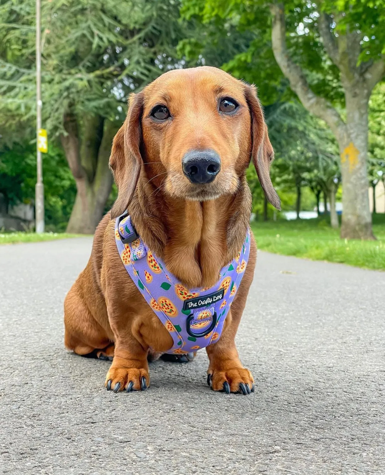 Pizza My Heart Harness
