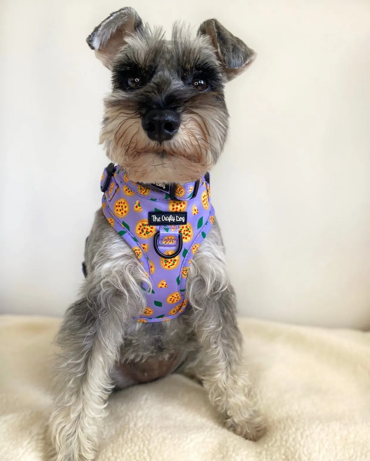 Pizza My Heart Harness