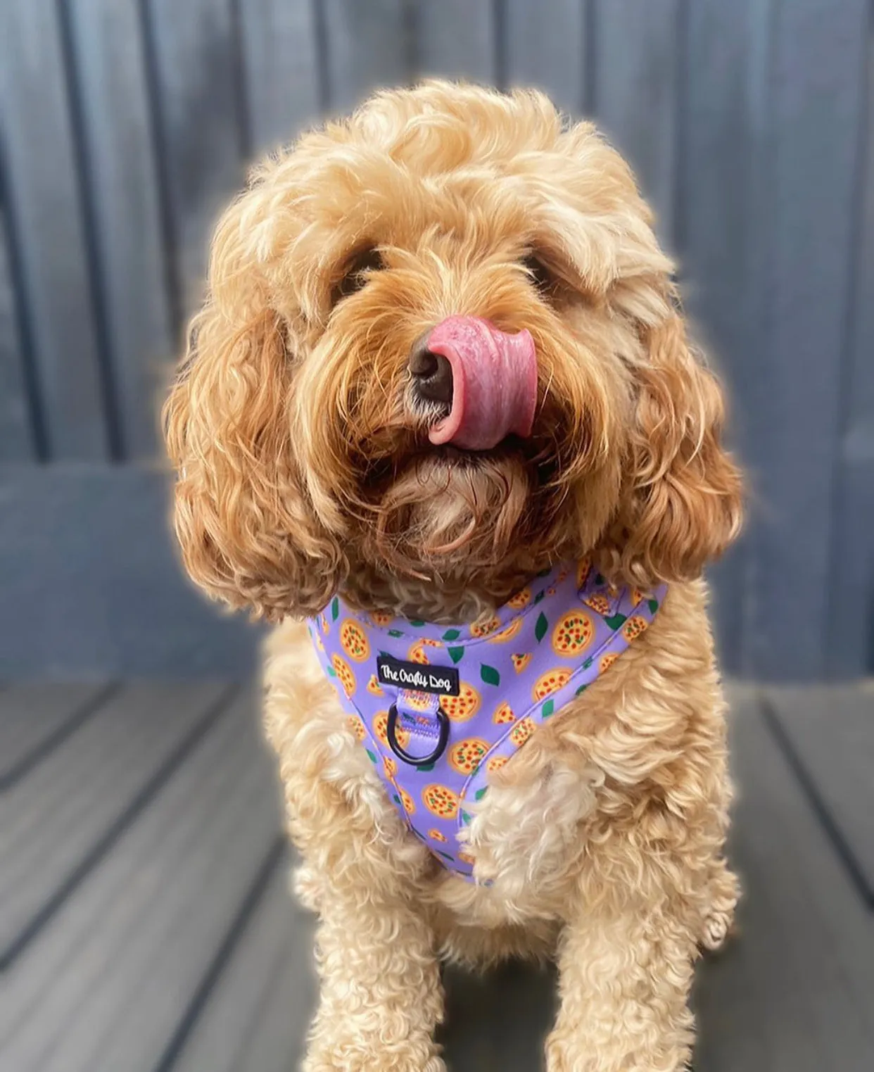Pizza My Heart Harness