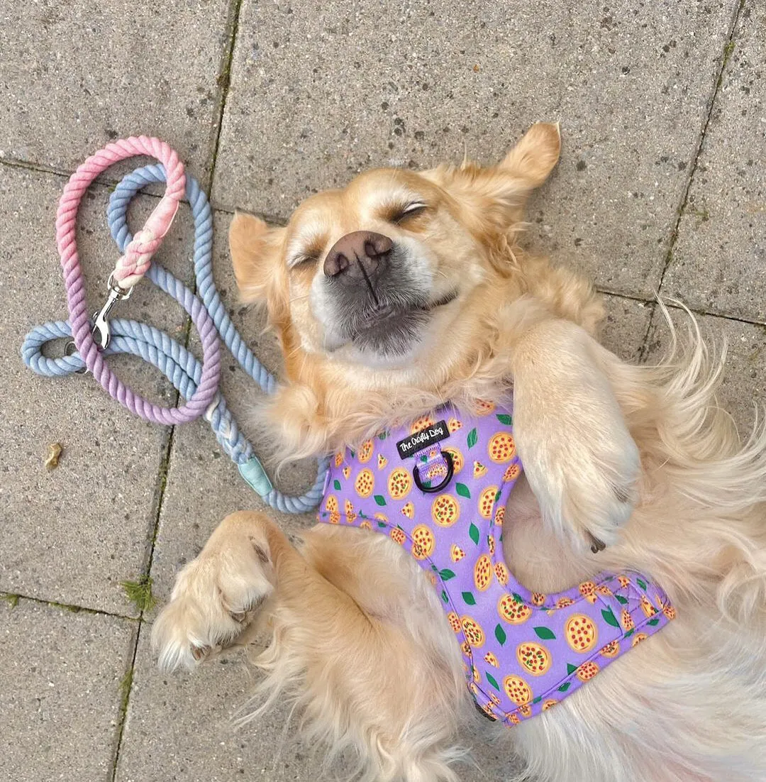 Pizza My Heart Harness