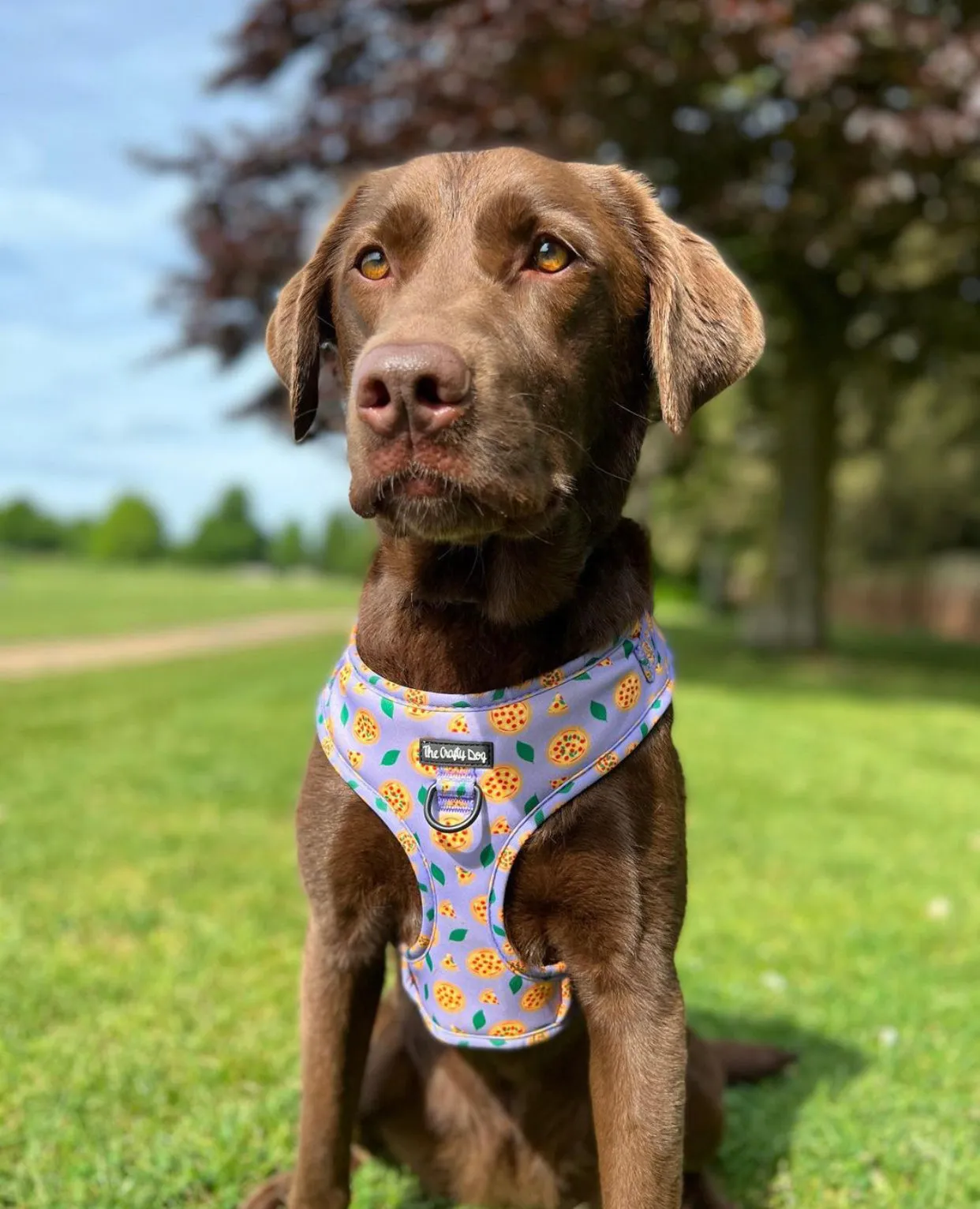 Pizza My Heart Harness