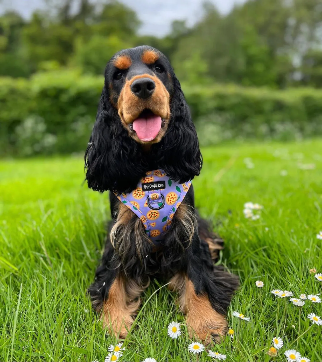 Pizza My Heart Harness