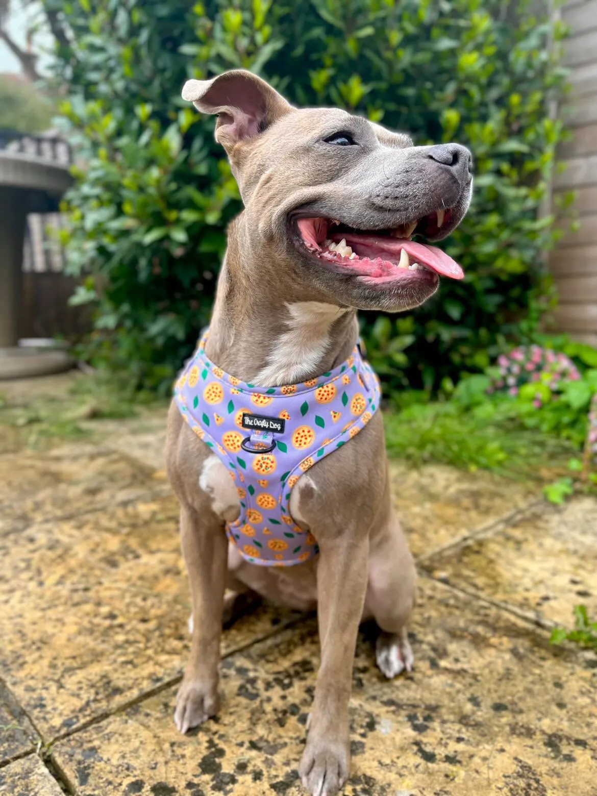 Pizza My Heart Harness