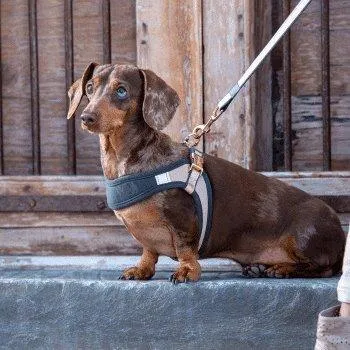 Rogz Urban Fast Fit Adjustable Harness