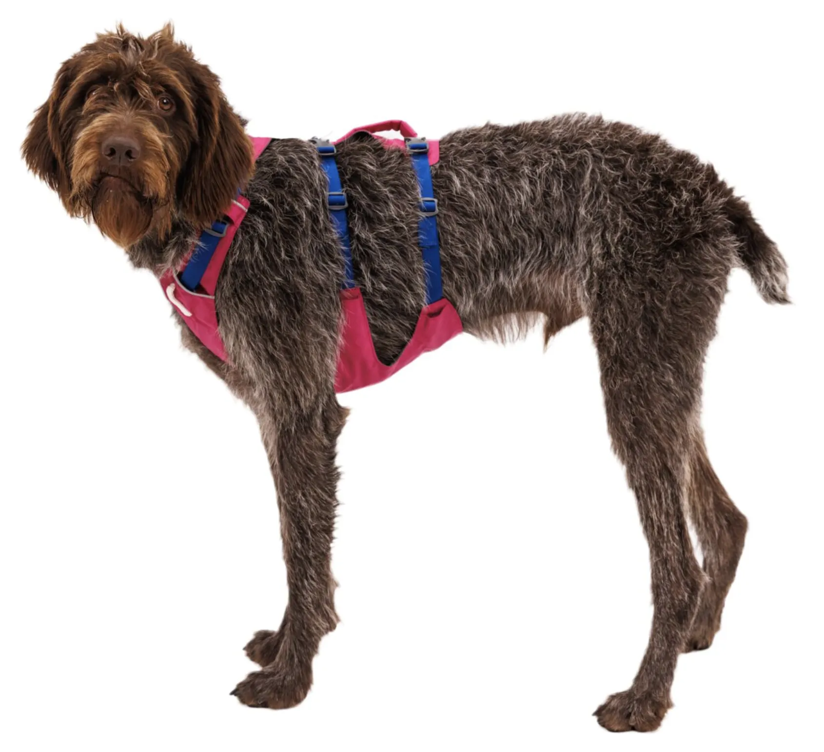 Ruffwear Flagline Harness Alpenglow Pink
