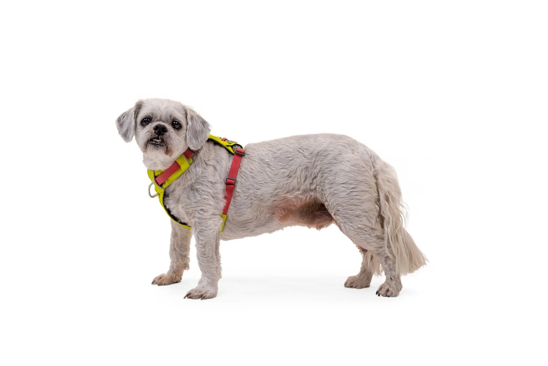 Ruffwear Hi & Light Harness Lichen Green