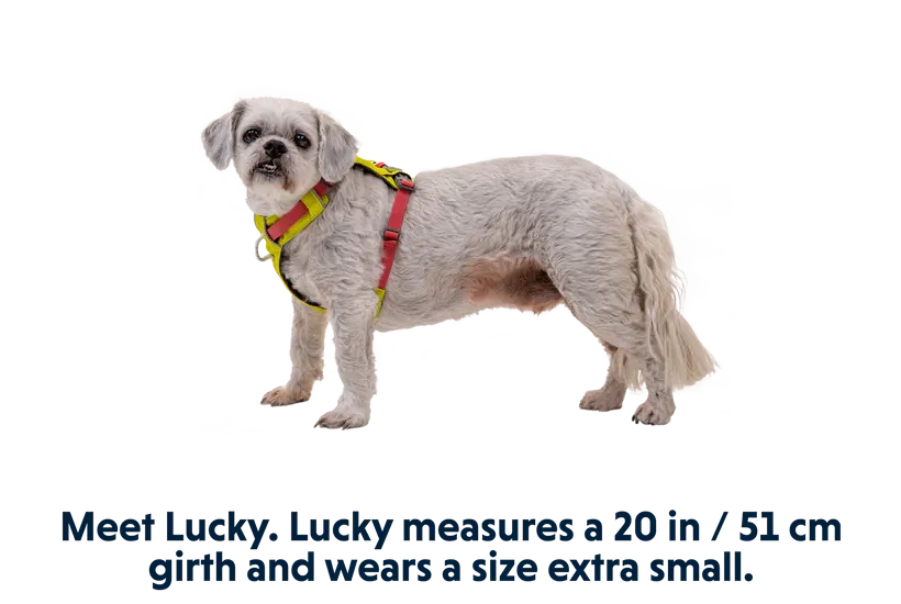 Ruffwear Hi & Light Harness