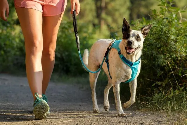 RUFFWEAR Hi & Light™ Lightweight Dog Harness