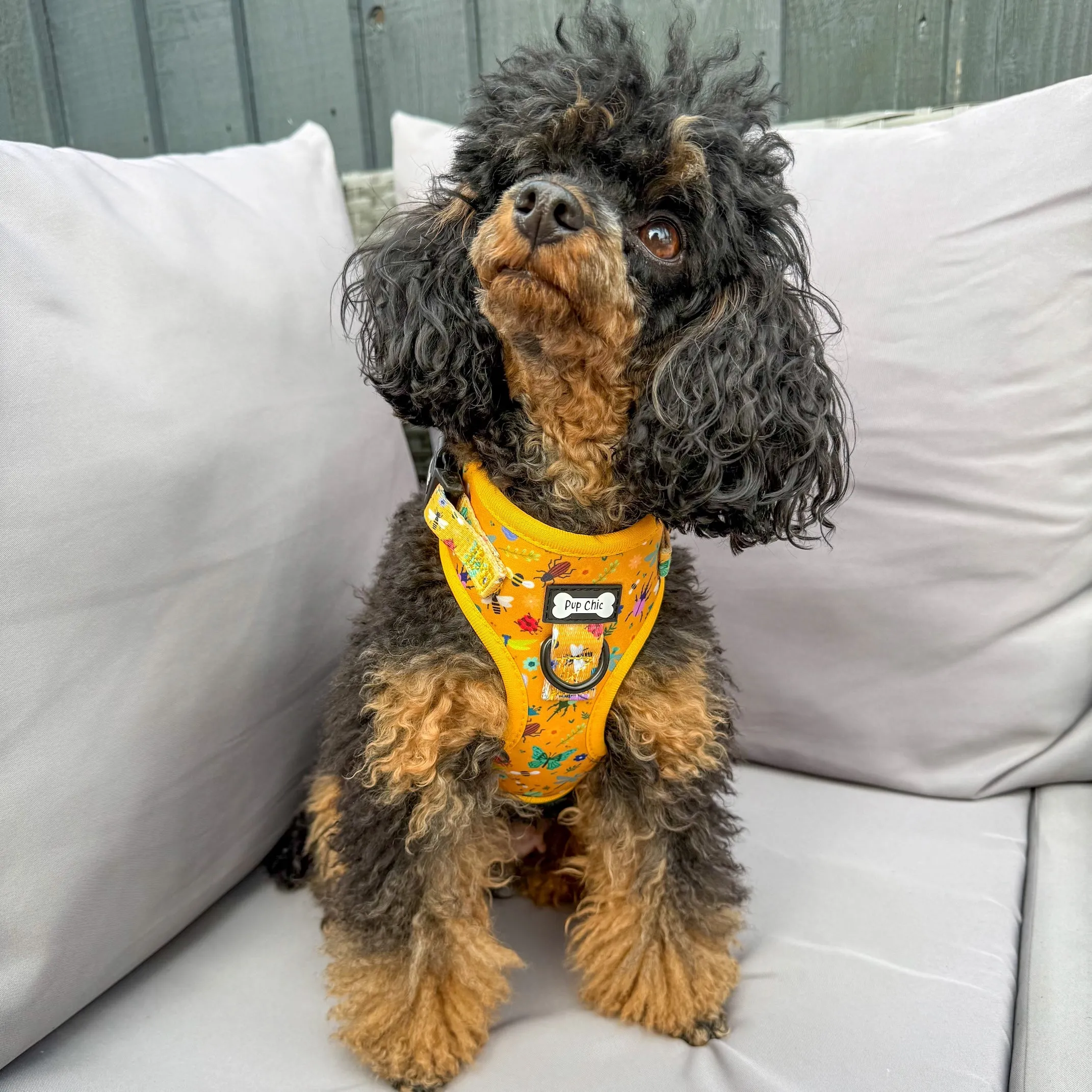 Summer Buzzin’ Step-in Adjustable harness XXS
