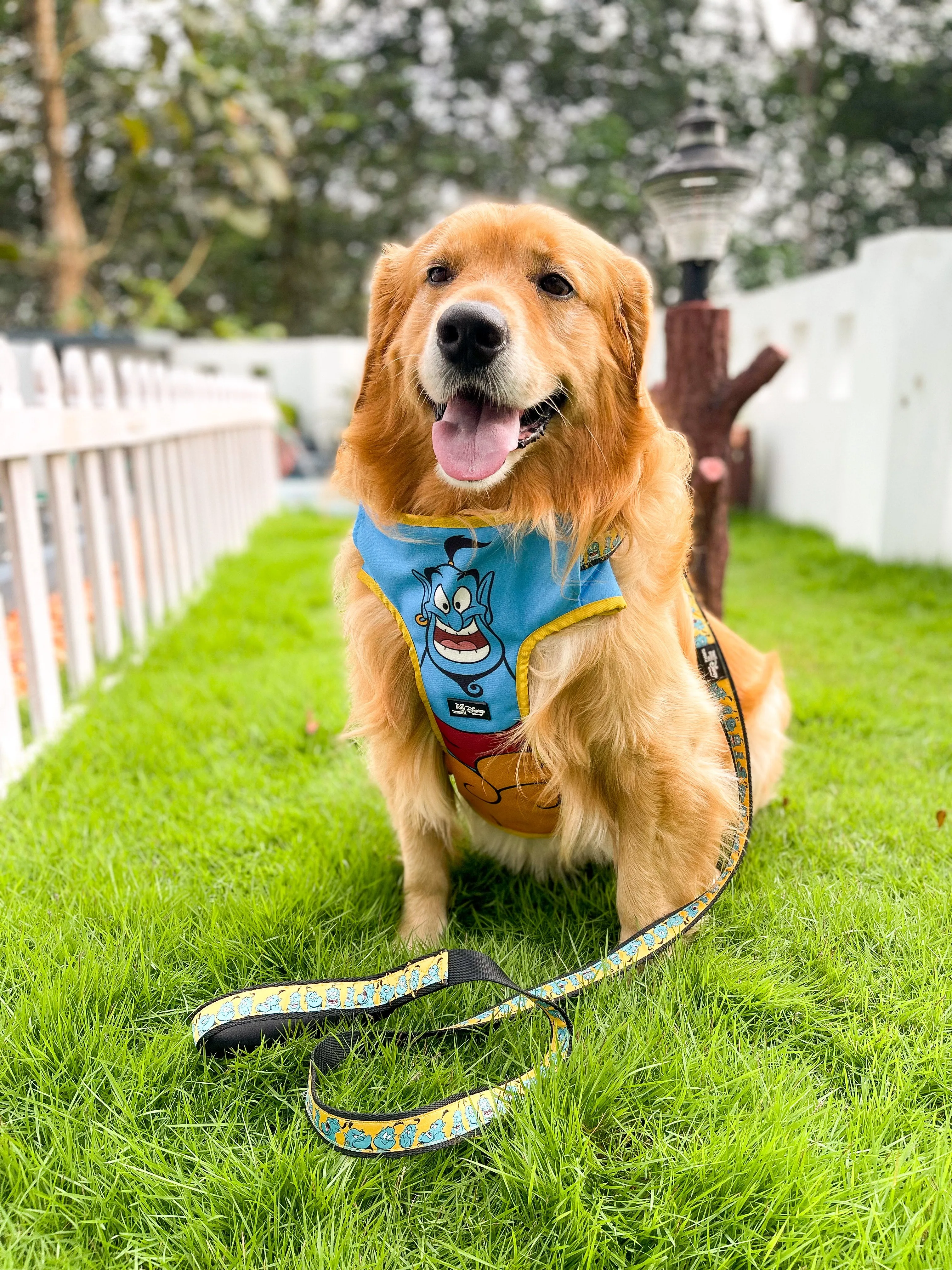 TDIT Genie Dog Body Mesh Harness