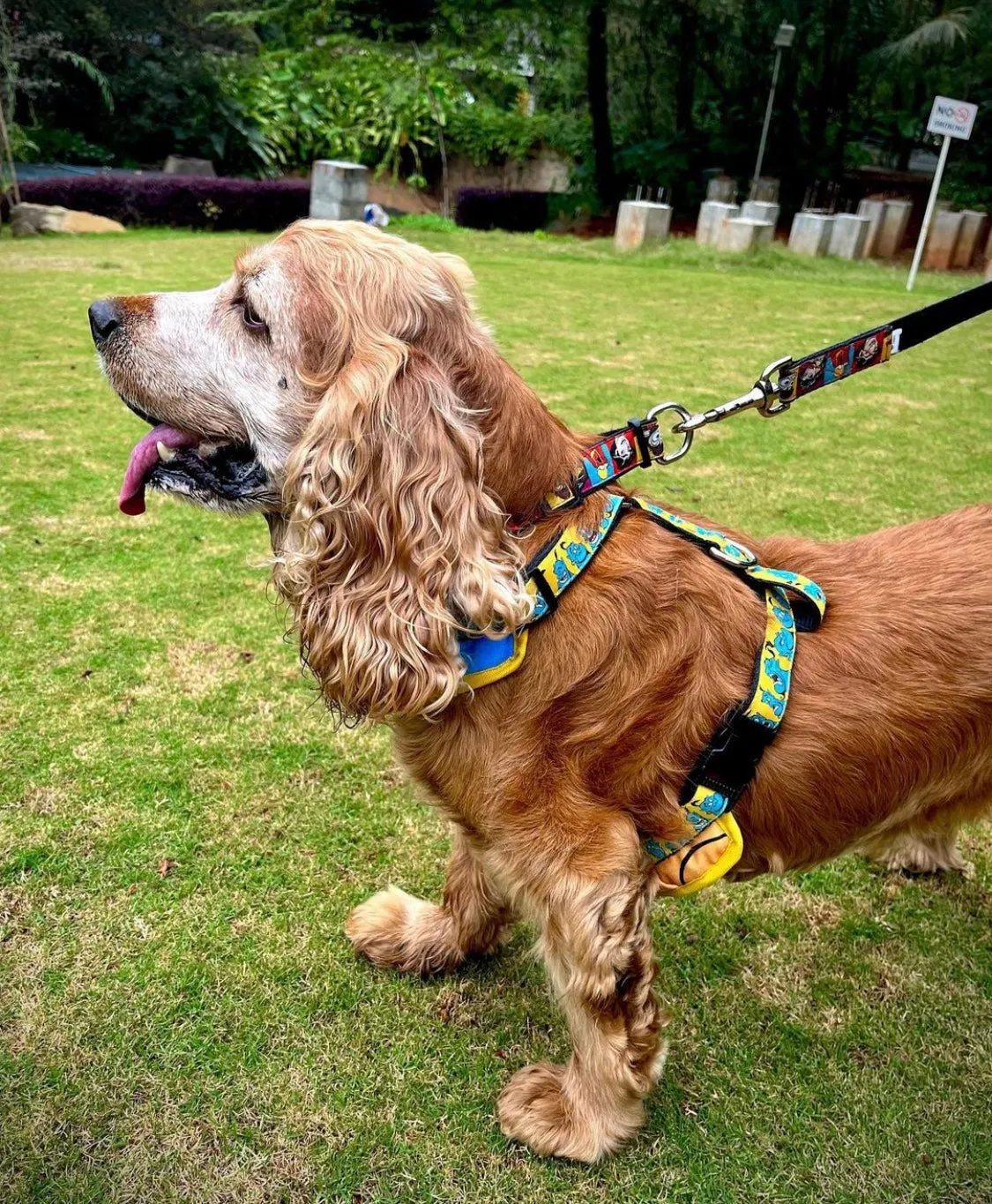 TDIT Genie Dog Body Mesh Harness