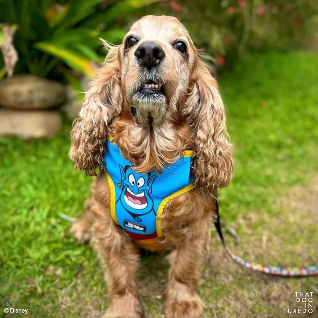 TDIT Genie Dog Body Mesh Harness