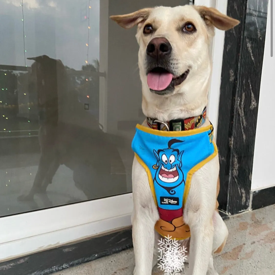 TDIT Genie Dog Body Mesh Harness