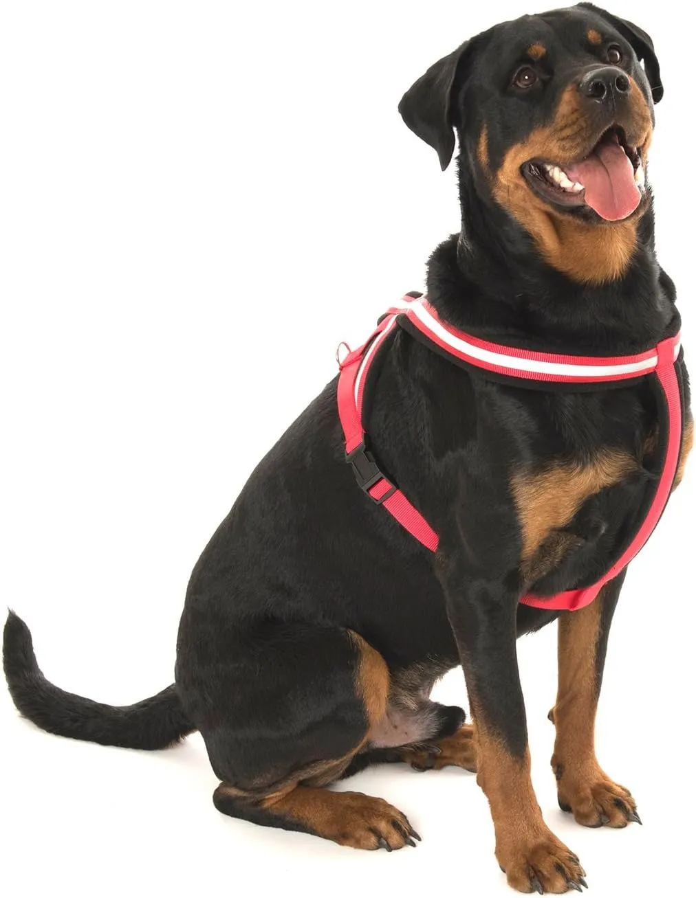 The Company of Animals COA Comfy Harness, Medium