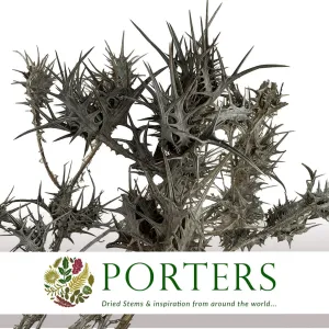 Thistle' Spray' (Grey) (Natural) (DRY) 55cm