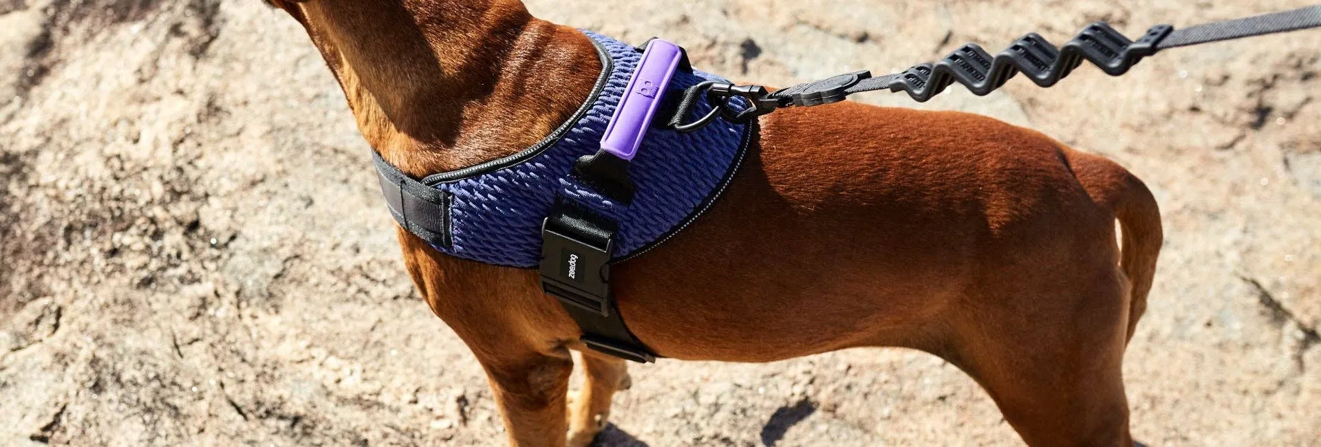 Zee.Dog - Wicked | FlyHarness: Size 2